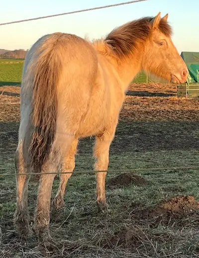 Wunderschöne Goldene Kompakte Stute für die ganze Familie