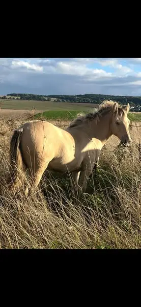 Sorraia Mustang x Quarter Horse Kompakter Allrounder
