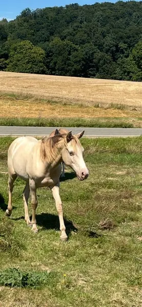 Sp. Mustang x Quarter Horse ein Traum von Exterieur und Interieur