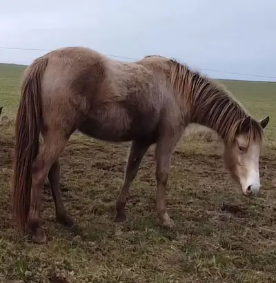 Fancy young mare in a great easy-care color Sable Champagne