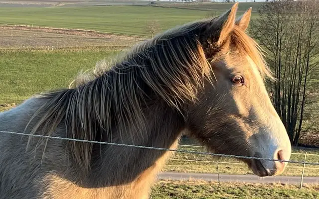 Schicke Jungstute in toller Pflegeleichter Farbe Sable Champagner