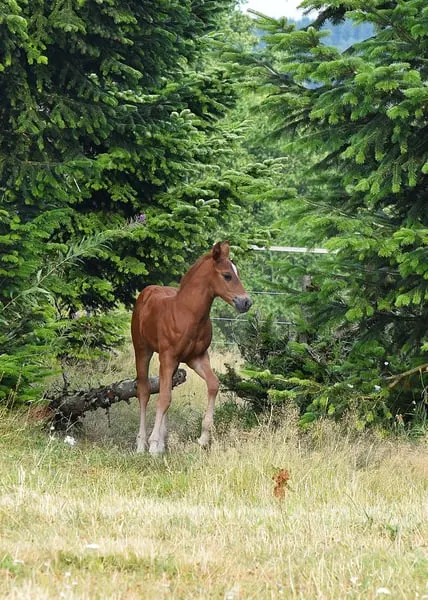 Mustang kräftig und gut bemuskelt