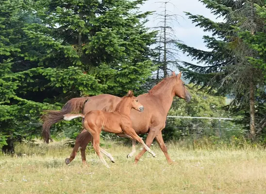 Mustang kräftig und gut bemuskelt