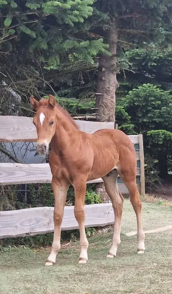 Mustang kräftig und gut bemuskelt