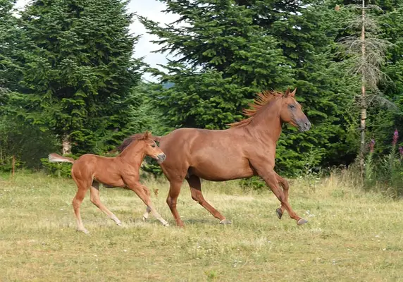 Mustang kräftig und gut bemuskelt