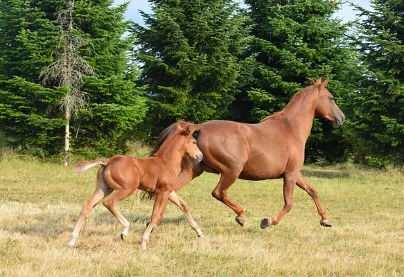 Mustang kräftig und gut bemuskelt