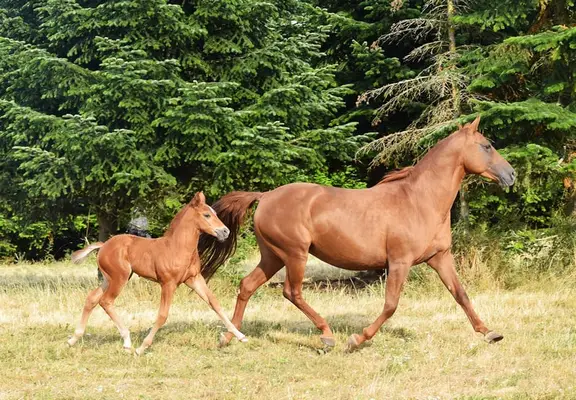 Mustang kräftig und gut bemuskelt