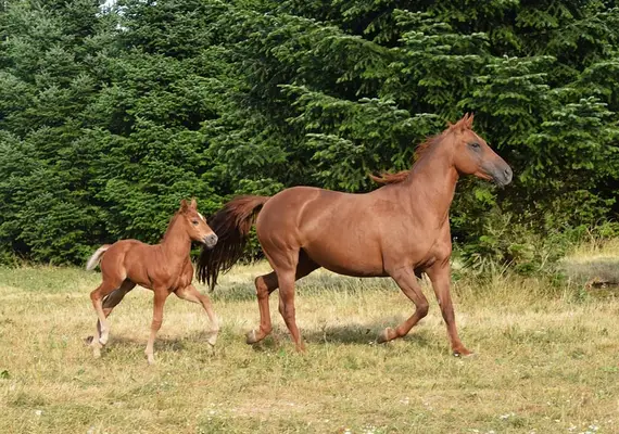 Mustang kräftig und gut bemuskelt