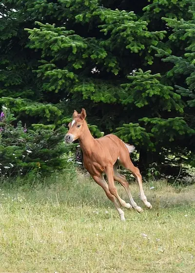 Mustang kräftig und gut bemuskelt