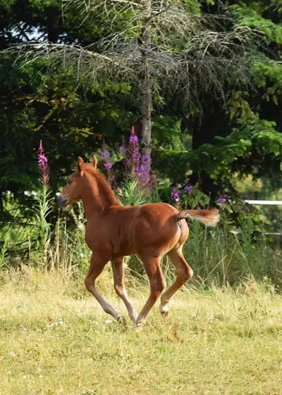 Mustang kräftig und gut bemuskelt