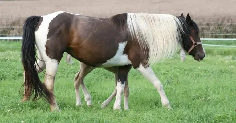 Mustangstute in toller bunter Jacke tragend vom grullo Kiger
