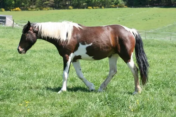 Mustangstute in toller bunter Jacke tragend vom grullo Kiger