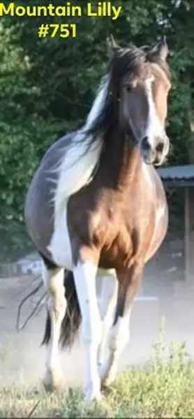 Mustangstute in toller bunter Jacke tragend vom grullo Kiger