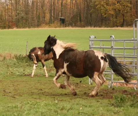Mustangstute in toller bunter Jacke tragend vom grullo Kiger
