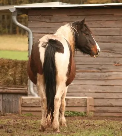 Mustangstute in toller bunter Jacke tragend vom grullo Kiger