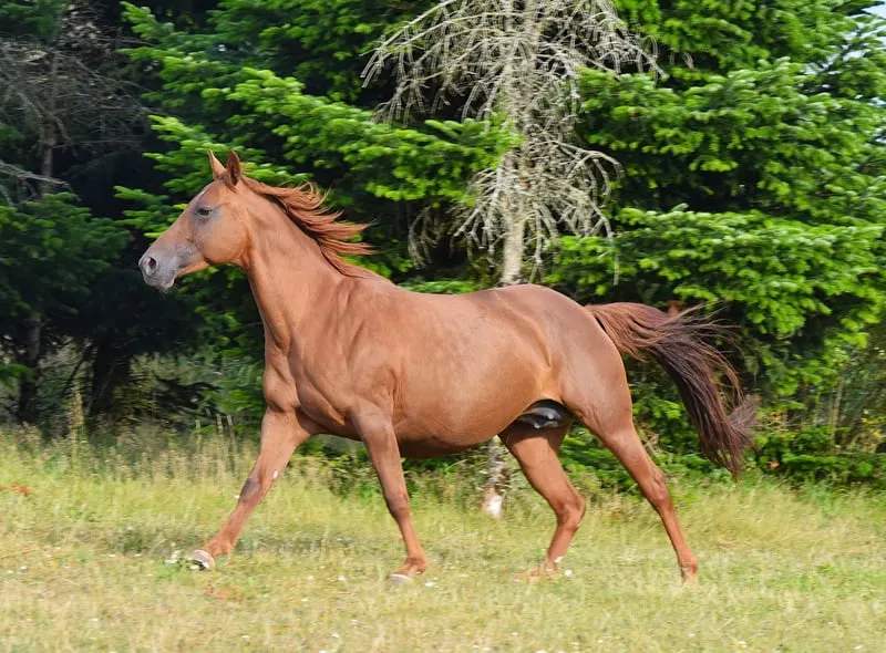 Kräftige Mustangstute tragend vom Buckskin Tobiano