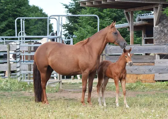 Kräftige Mustangstute tragend vom Buckskin Tobiano