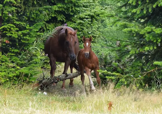 Kräftige Mustangstute tragend vom Buckskin Tobiano