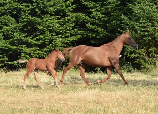 Kräftige Mustangstute tragend vom Buckskin Tobiano