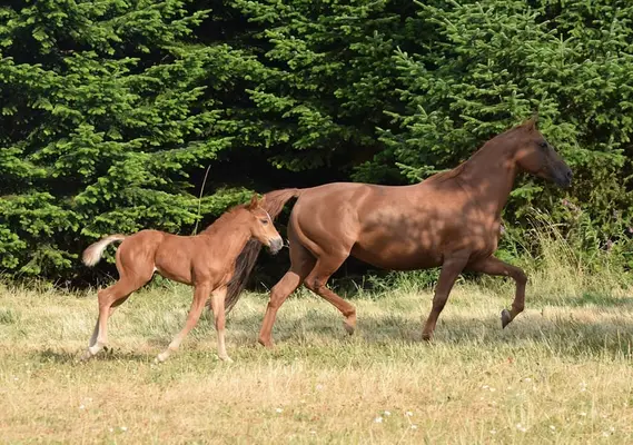 Kräftige Mustangstute tragend vom Buckskin Tobiano