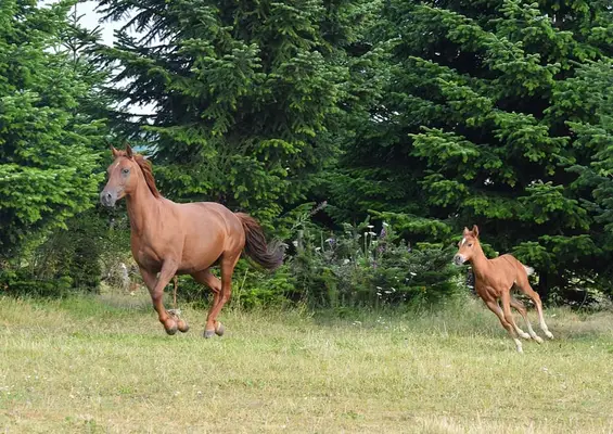 Kräftige Mustangstute tragend vom Buckskin Tobiano