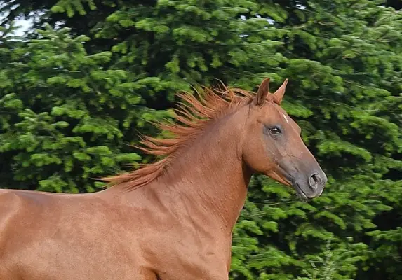 Kräftige Mustangstute tragend vom Buckskin Tobiano