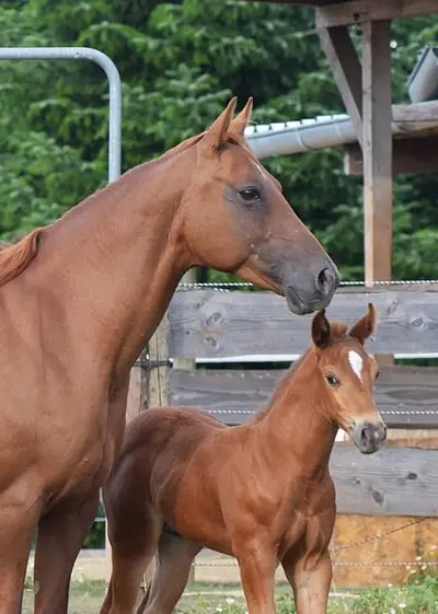 Kräftige Mustangstute tragend vom Buckskin Tobiano