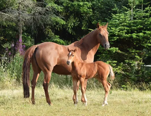 Kräftige Mustangstute tragend vom Buckskin Tobiano