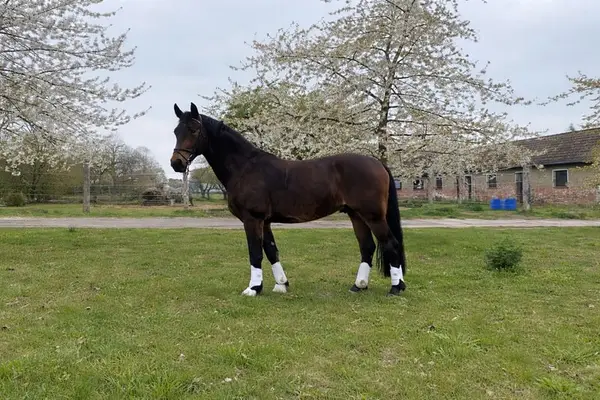 Leo - mit viel Potential