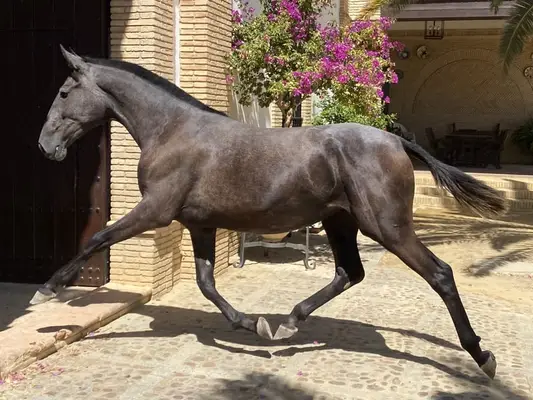 Ficka de Millán