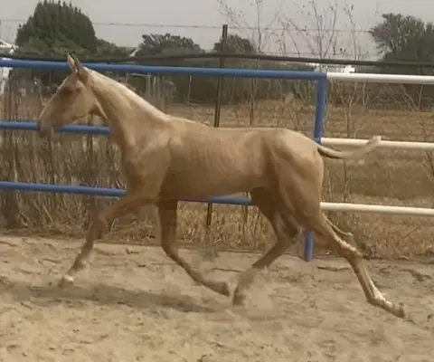 Potra PALOMINA ESPECIAL