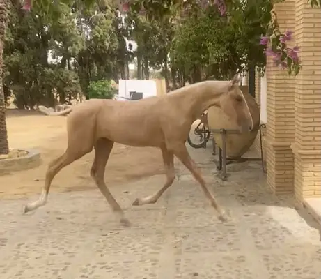 Potra PALOMINA ESPECIAL