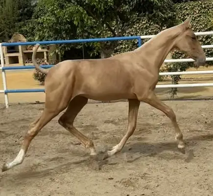 Potra PALOMINA ESPECIAL