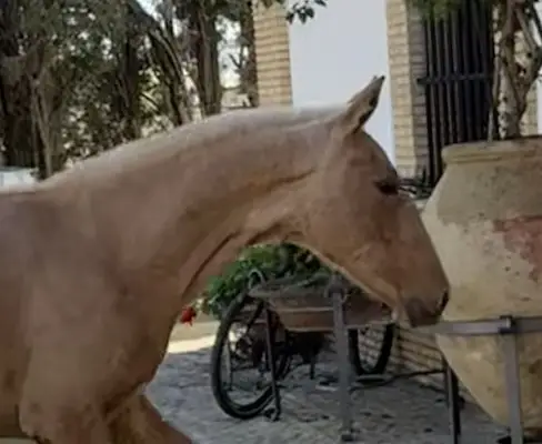 Potra PALOMINA ESPECIAL
