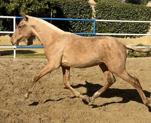 Potra PALOMINA ESPECIAL