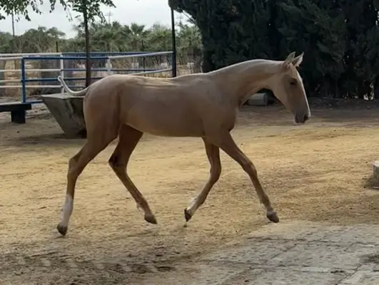 Potra PALOMINA ESPECIAL