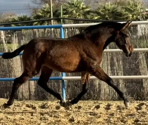 DUIKER MOR (exclusive foal)