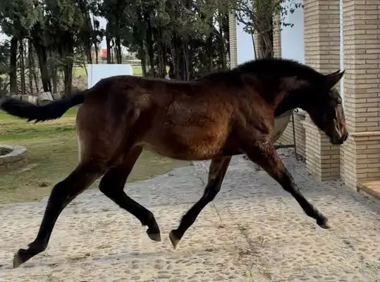 DUIKER MOR (exklusives Fohlen)