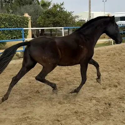 Schwarz ist Schwarz TOP