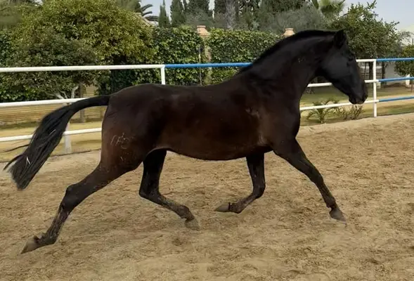 Schwarz ist Schwarz TOP