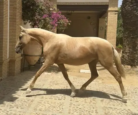 Gala de Millán