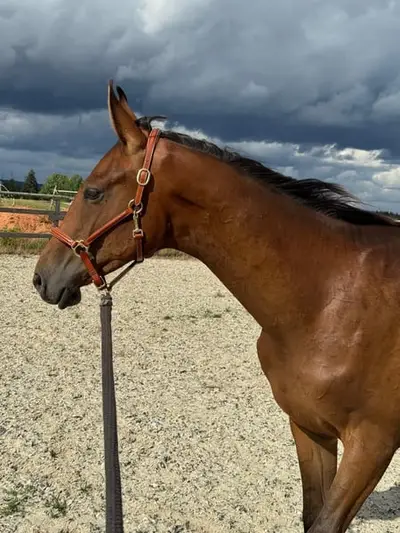 Ausdruckstarker Jährlingshengst von Agalord