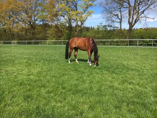 Traumhafte Reitsportanlage in bester Lage zwischen Natur, Stadt und Nordsee