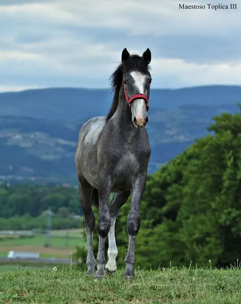Grossrahmiger LIPIZZANER Hengst mit tollem Exterieur