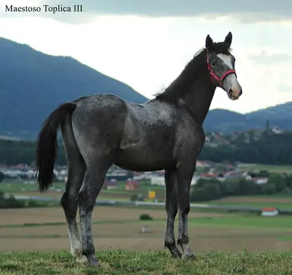 Grossrahmiger LIPIZZANER Hengst mit tollem Exterieur