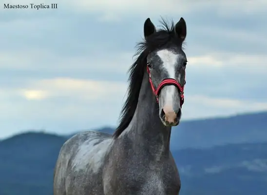 Grossrahmiger LIPIZZANER Hengst mit tollem Exterieur