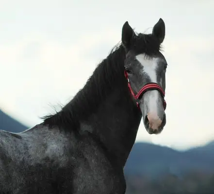 Grossrahmiger LIPIZZANER Hengst mit tollem Exterieur