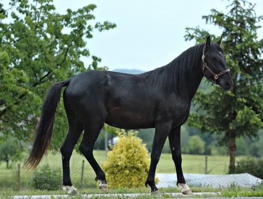 Außergewöhnlicher LIPIZZANER im schwarzen Mantel