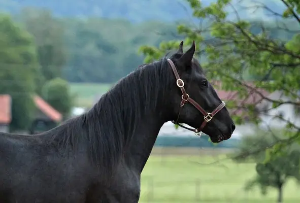 Außergewöhnlicher LIPIZZANER im schwarzen Mantel