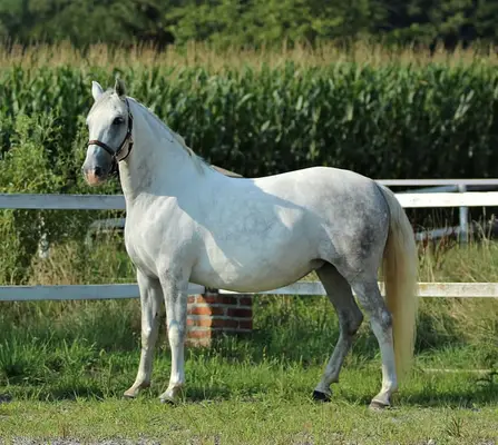 GRATIOSA XIV - eine ganz besondere Lipizzanerdame